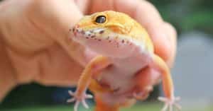 Quelles sont les origines des légendes animales ?