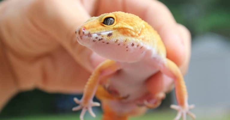 Quelles sont les origines des légendes animales ?