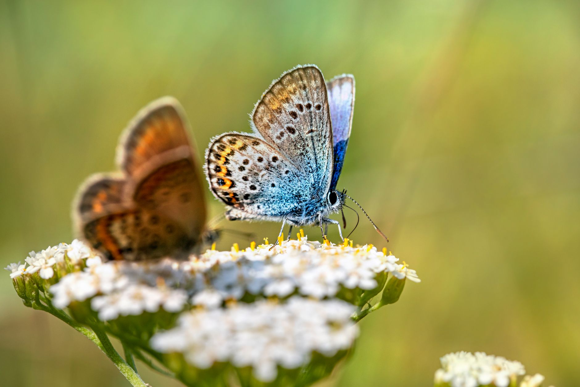 Pourquoi la diversité animale est-elle si essentielle ?
