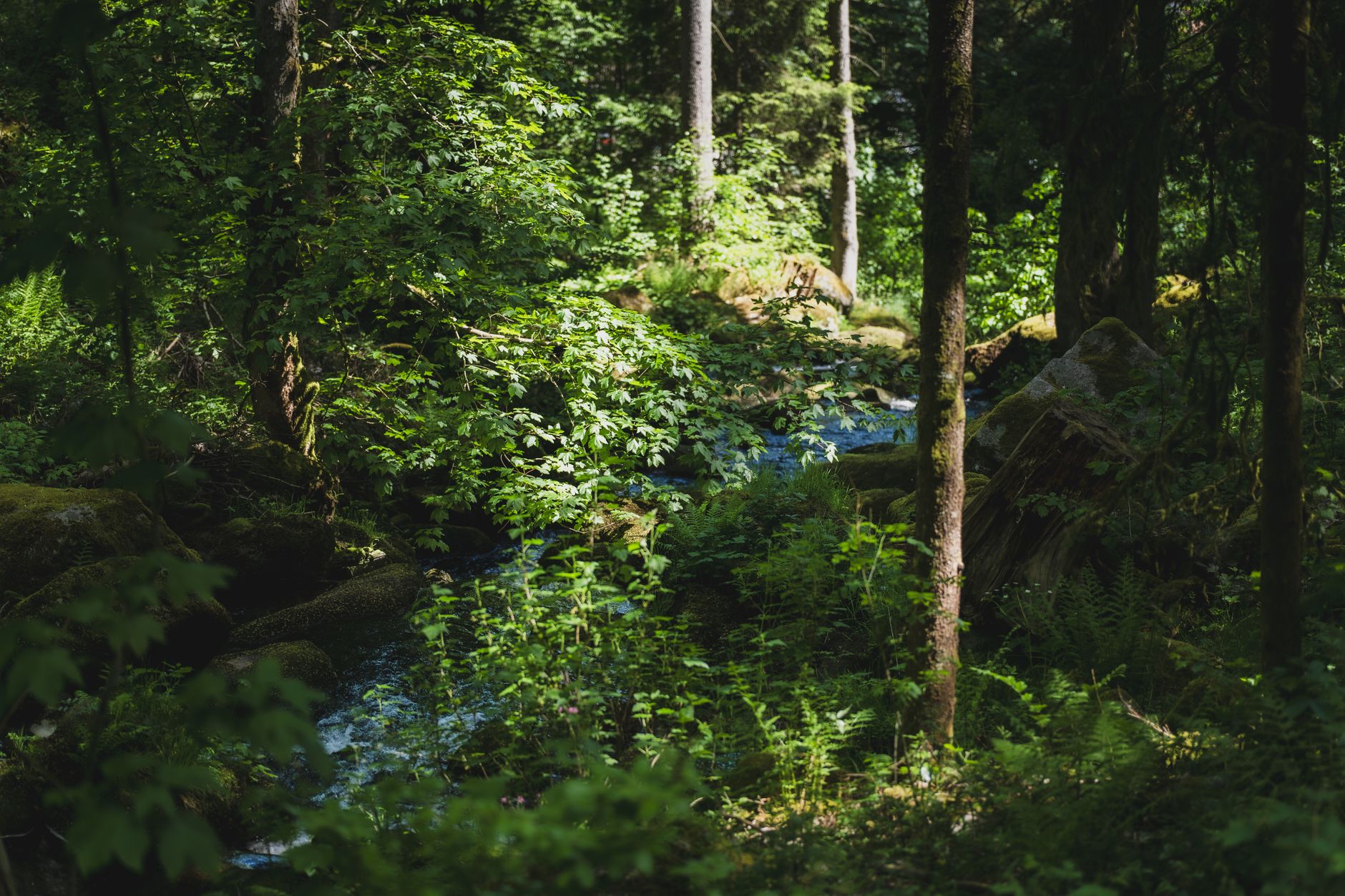 Les enchantements de la nature : Quels sont les secrets de sa magie ?