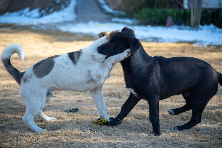 Comment les animaux opèrent-ils leur magie ?
