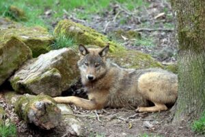 Quelles espèces fascinantes peuplent notre monde sauvage ?