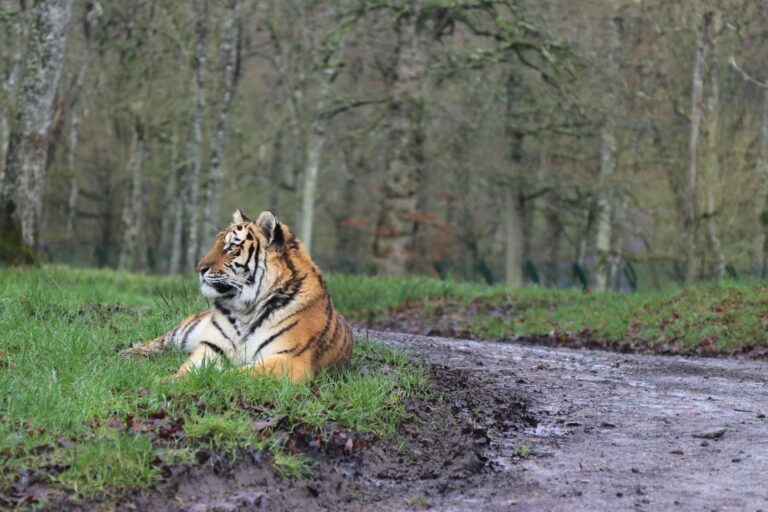 Quelles merveilles animalières découvrir lors d&rsquo;un voyage au pays des bêtes ?