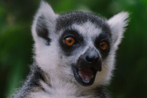 Quelles sont les sublimes créatures qui peuplent notre monde ?