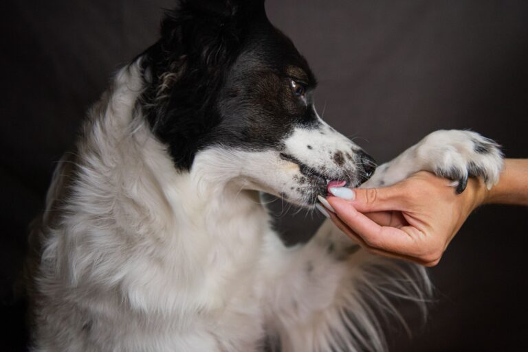 Comment cultiver et exprimer l&rsquo;amour des animaux au quotidien ?