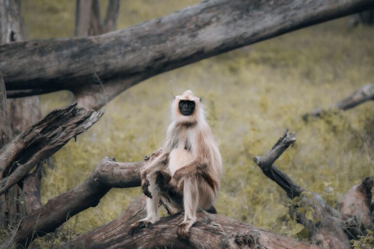 Quelles merveilles découvrir lors d&rsquo;un voyage au cœur de la vie sauvage ?