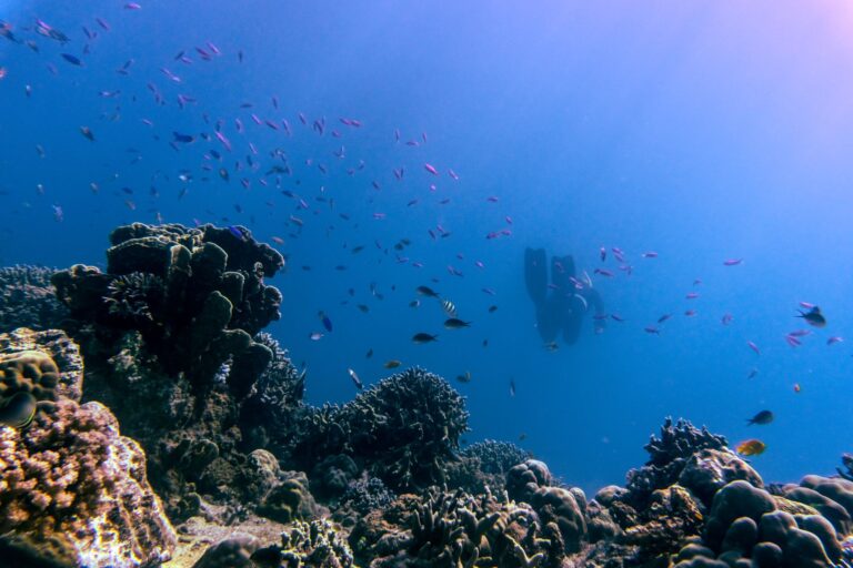 Quelles sont les merveilles à découvrir lors d&rsquo;explorations aquatiques ?