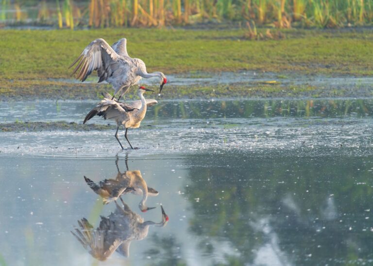 Quelle est la signification de la danse des animaux ?