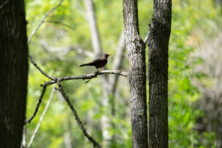 Quels sont les chemins empruntés par la faune ?
