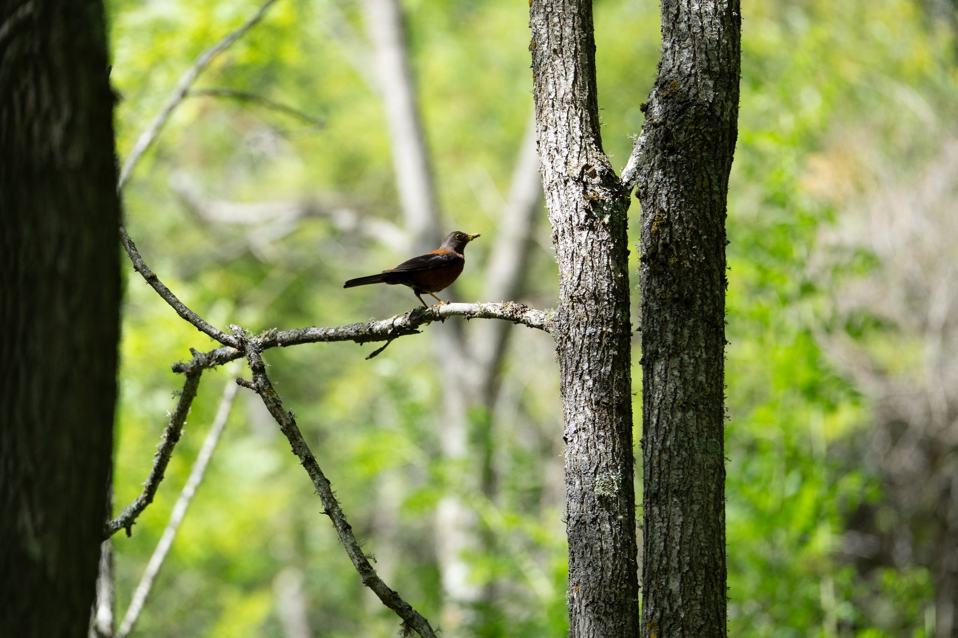 Quels sont les chemins empruntés par la faune ?