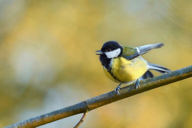 Pourquoi les animaux chantent-ils ?