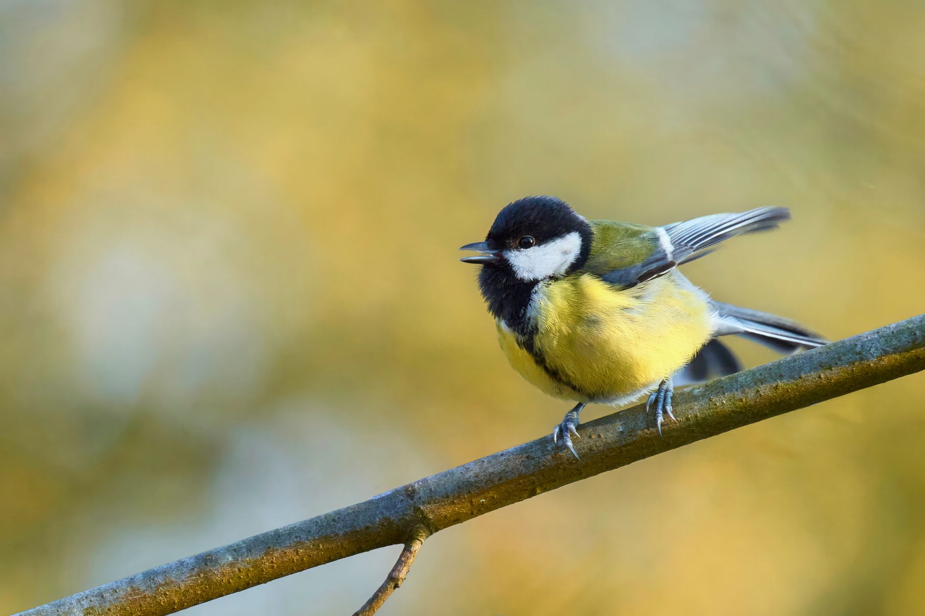 Pourquoi les animaux chantent-ils ?
