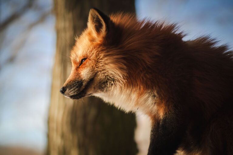 Quelles sont les beautés cachées du monde animal ?
