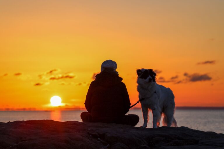 Comment promouvoir l&rsquo;harmonie animale dans notre quotidien ?