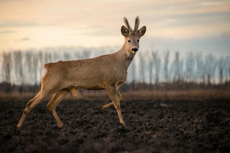 Quels secrets nous révèle le règne animal lors d&rsquo;un voyage fascinant ?