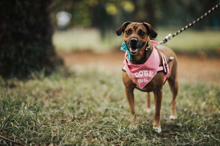 Les compagnons animaliers : quels animaux choisir ?