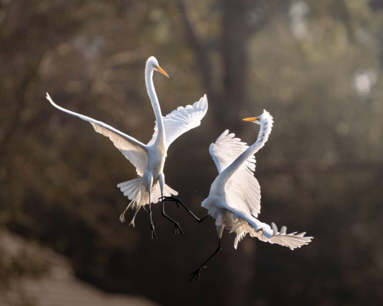 Le ballet des animaux : Quelles créatures dansent-elles dans notre environnement naturel ?