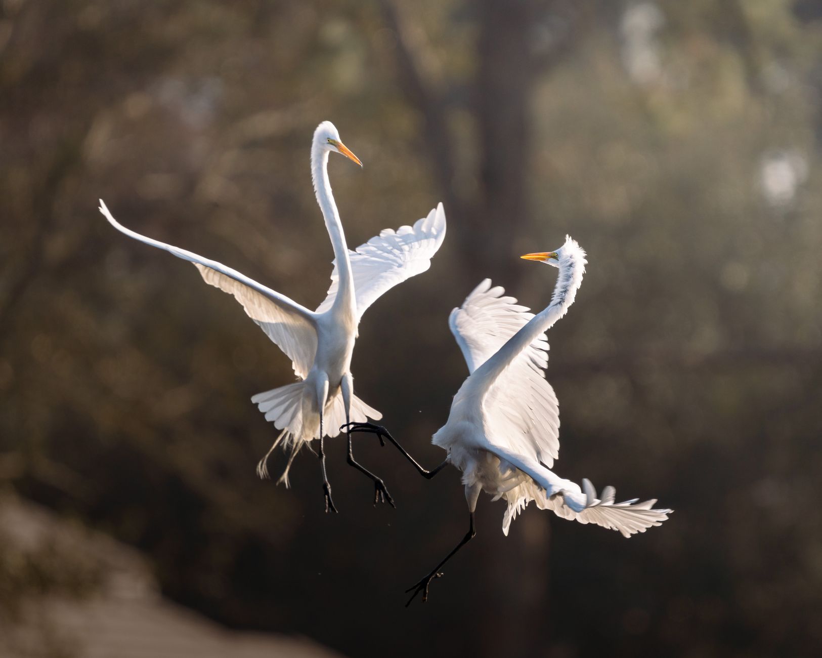 Le ballet des animaux : Quelles créatures dansent-elles dans notre environnement naturel ?