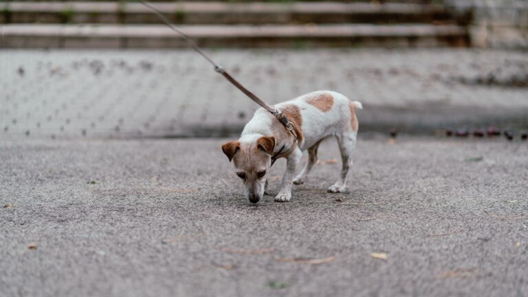Les perles animales : Quelles sont les plus impressionnantes ?