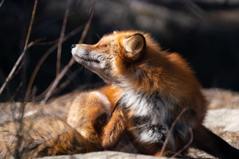 Quelles sont les merveilles de la faune ?