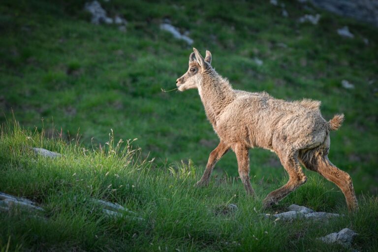 Qui sont les gardiens de la nature ?