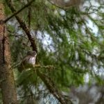 Quels sont les trésors cachés des espèces ?
