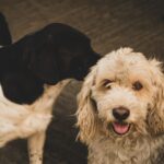 Les animaux peuvent-ils réellement communiquer entre eux ?