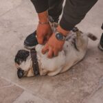 Qu&rsquo;est-ce que l&rsquo;art de vivre animal ?