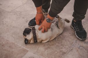 Qu&rsquo;est-ce que l&rsquo;art de vivre animal ?