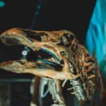 Comment les règnes animaliers ont-ils évolué au fil du temps ?