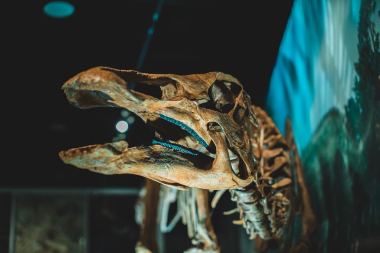 Comment les règnes animaliers ont-ils évolué au fil du temps ?