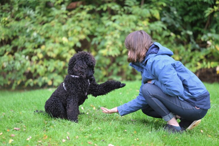 La vie secrète des animaux : que cachent-ils vraiment ?