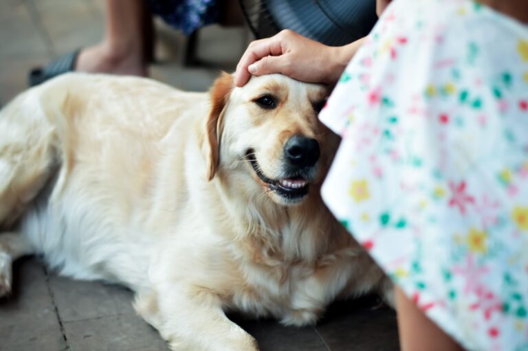 Quelles sont les douceurs animales qui apportent de la joie dans nos vies ?