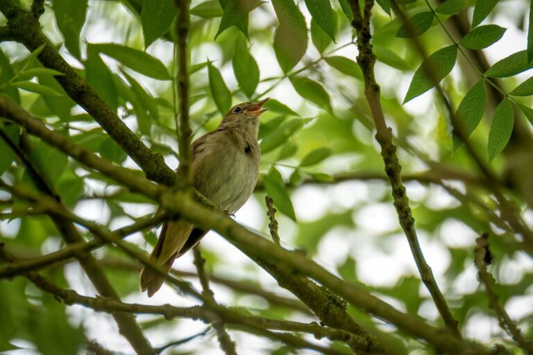 Quels secrets cachent les chants de la nature ?