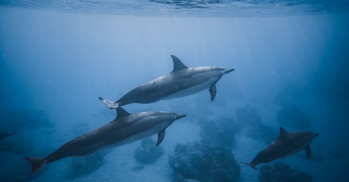 Quelles sont les créatures aquatiques les plus fascinantes à découvrir?