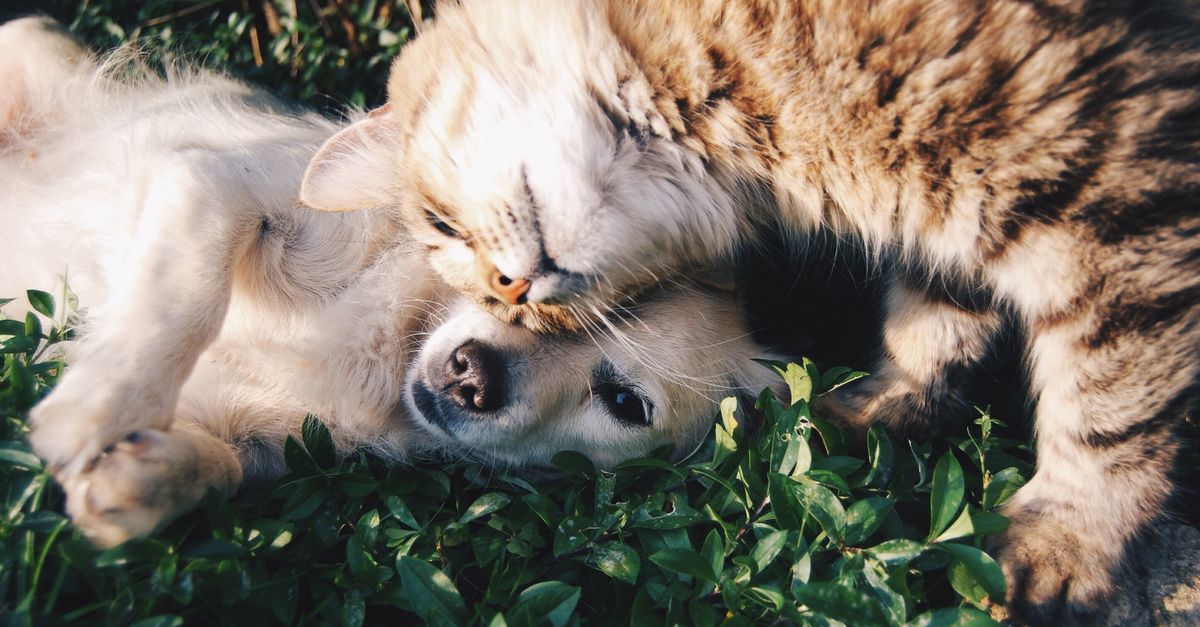 Quels sont les meilleurs animaux de compagnie ?