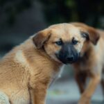 Les animaux possèdent-ils des savoirs insoupçonnés ?