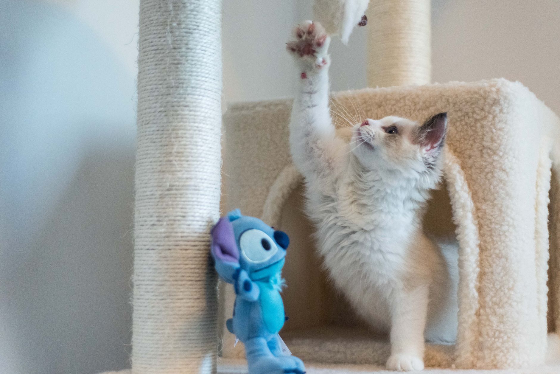 Chaton blanc et crème levant la patte pour jouer dans un arbre à chat, près d’une peluche bleue et d’un poteau en sisal.
