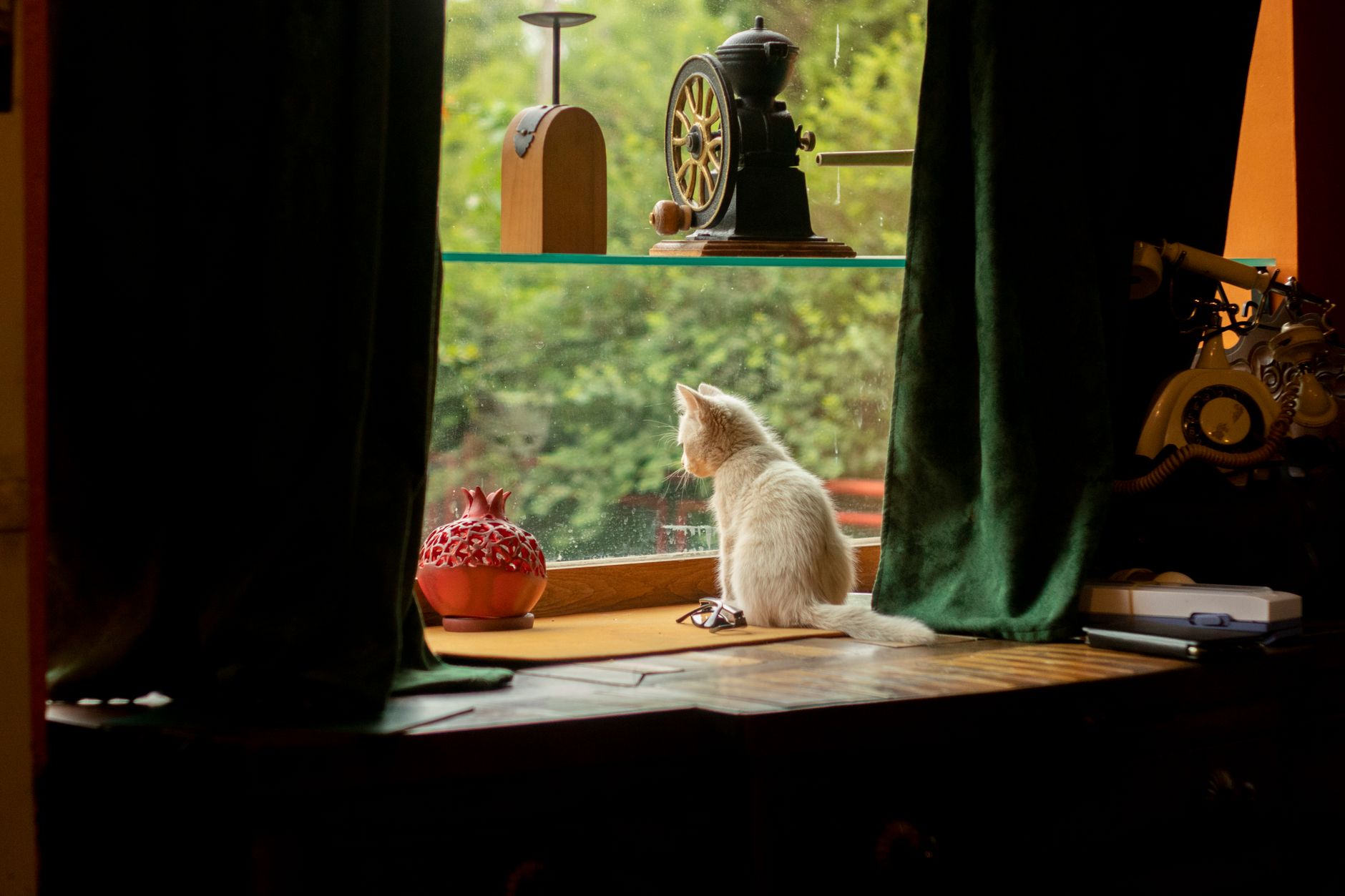Casper, chaton blanc sauvé des poubelles, doit vivre en intérieur à cause du soleil