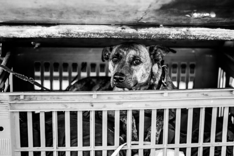 Des chiens sauvés en Tunisie attendent un parrain pour le vol vers Paris