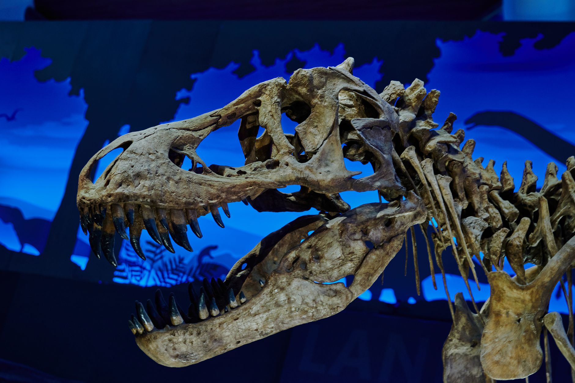 Crâne fossile d’un dinosaure théropode aux mâchoires garnies de dents pointues dans un musée.