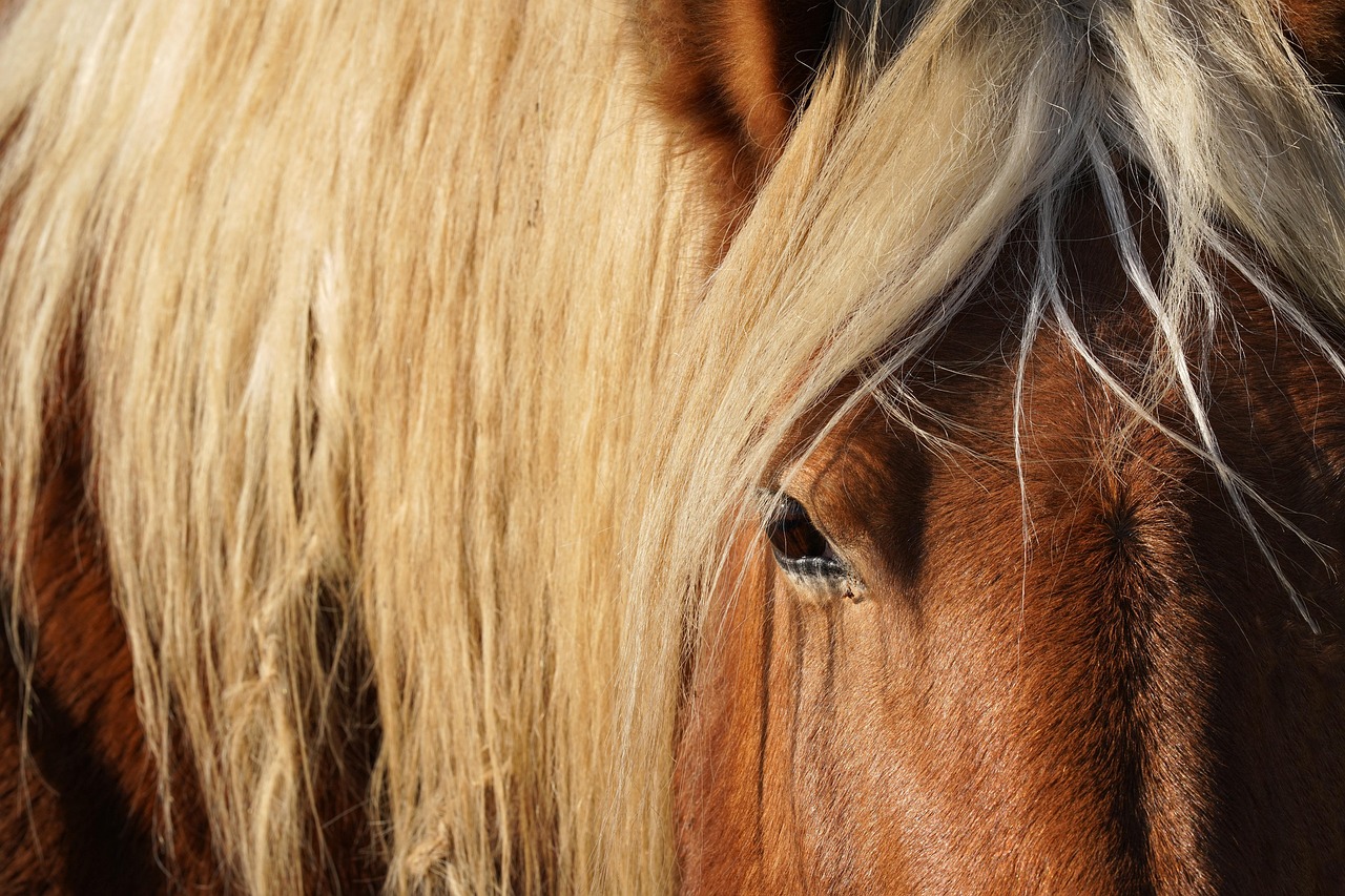 Gros plan sur la tête d'un cheval à la crinière blonde, œil et oreille attentifs