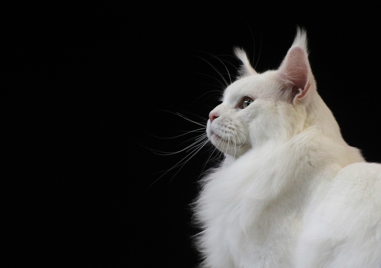 Portrait d'un grand chat blanc à poils longs sur fond noir, regard tourné vers le haut
