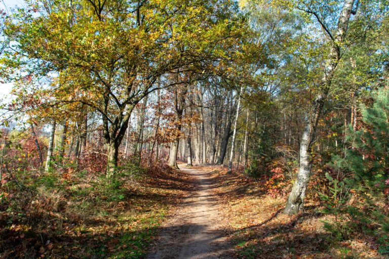 Onze ans avant Yellowstone, des peintres font protéger une partie de Fontainebleau