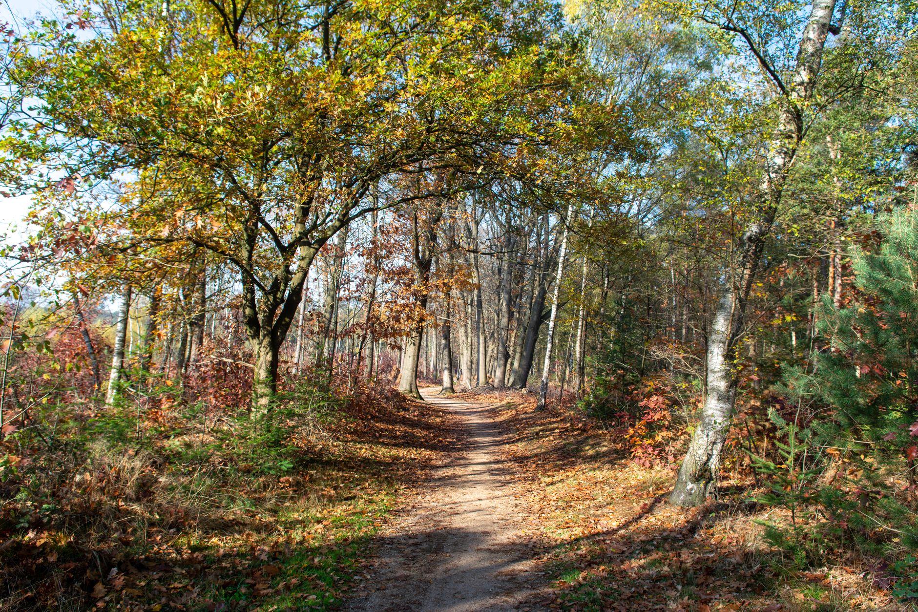 Onze ans avant Yellowstone, des peintres font protéger une partie de Fontainebleau