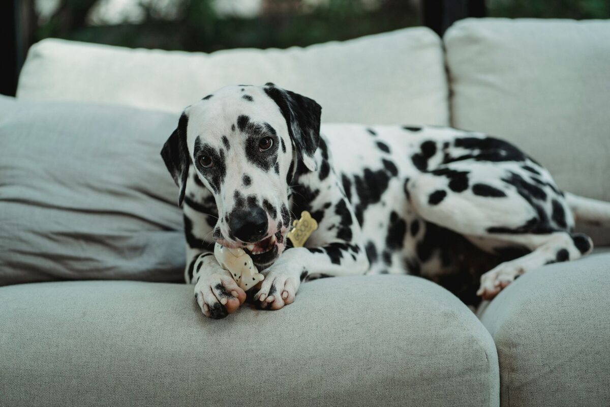 Canapé détruit par votre chien, ce que l’assurance rembourse