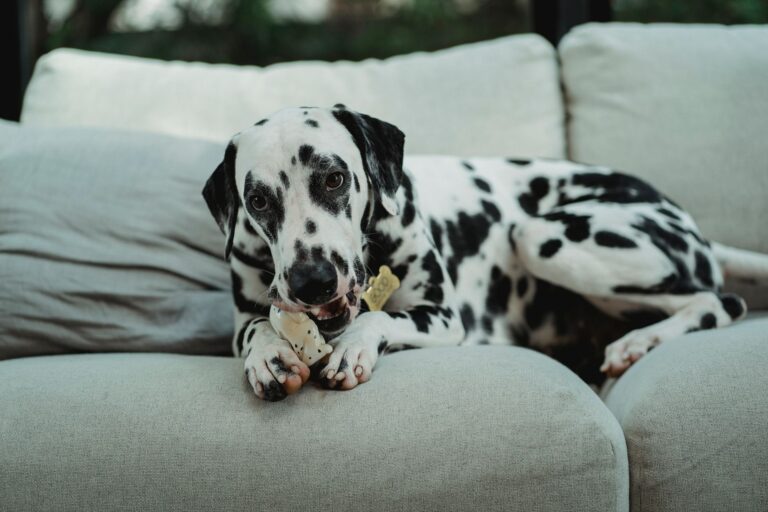 Canapé détruit par votre chien, ce que l’assurance rembourse