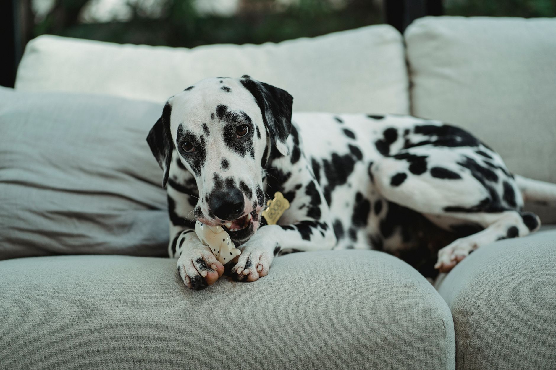 Canapé détruit par votre chien, ce que l’assurance rembourse