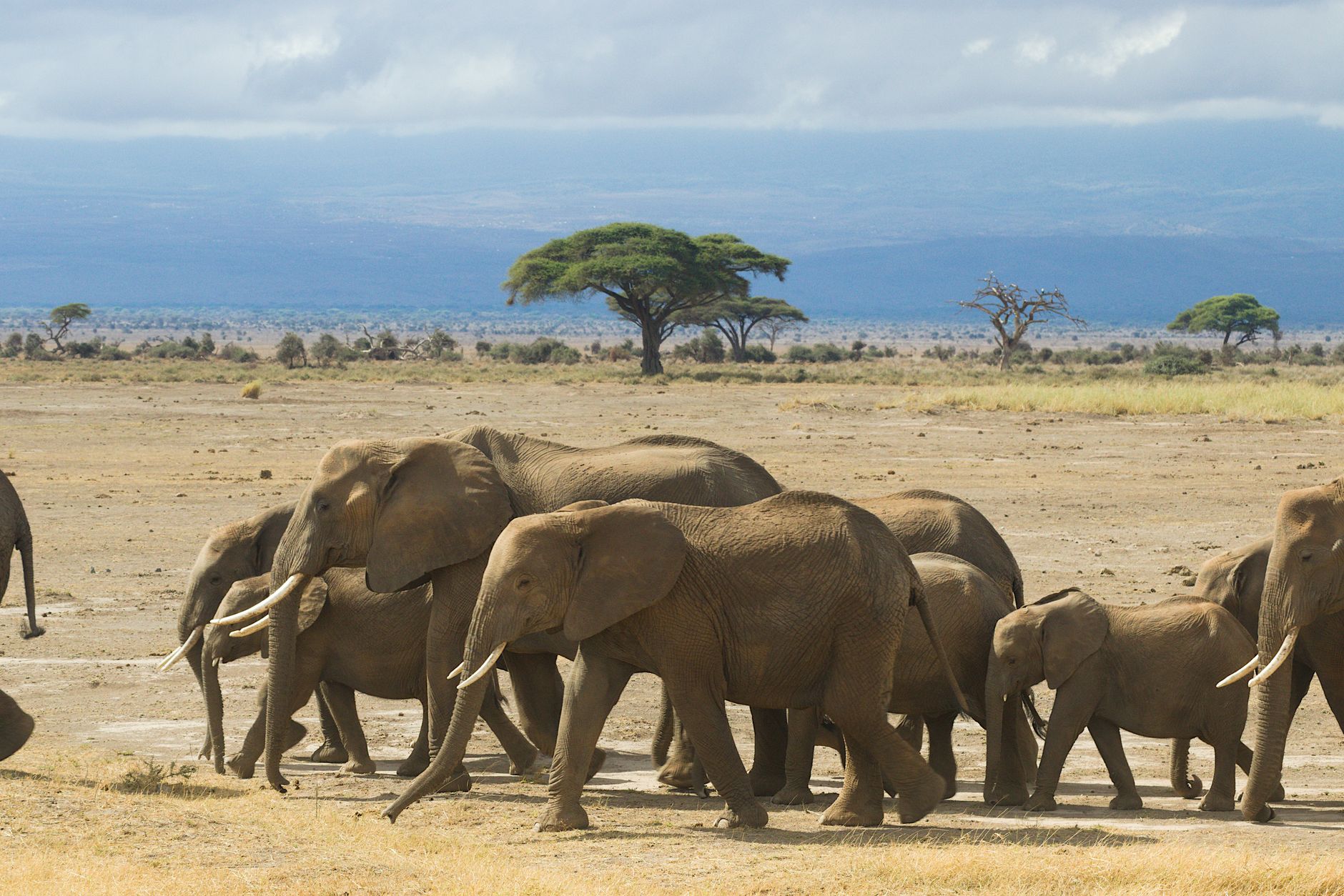 Un groupe d’éléphants d’Afrique avec des petits avançant dans une plaine de savane aride bordée d’arbres.