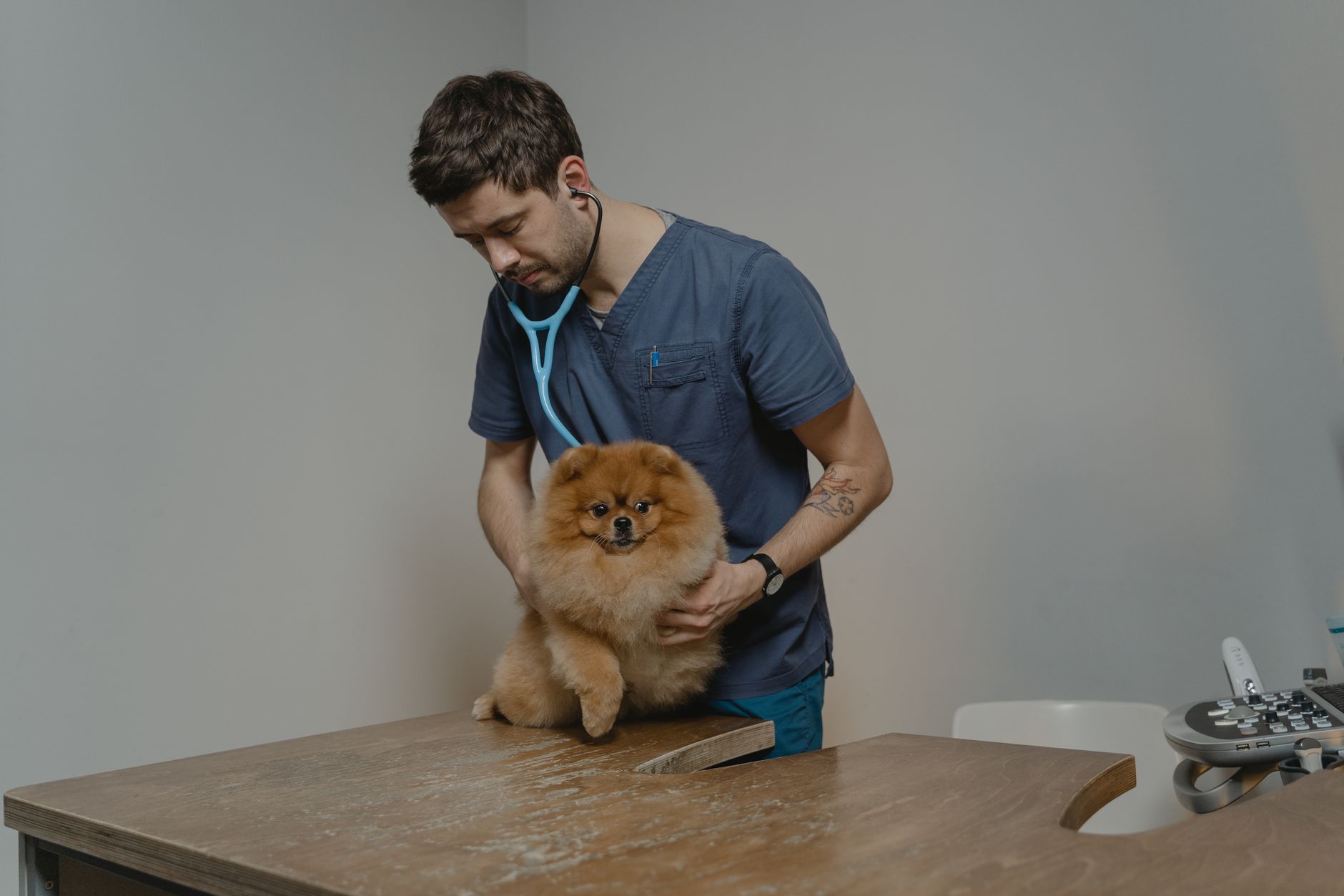 Un homme en tenue médicale ausculte un petit chien au pelage orange posé sur une table en bois, dans une pièce aux murs gris.